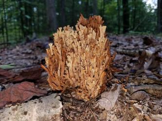 mushrooms abound in the woods