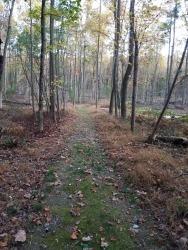 hiking trail near the lake