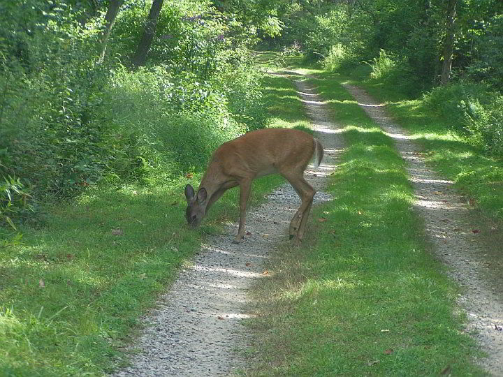 deer eating grass