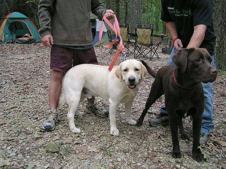 dogs on leashes