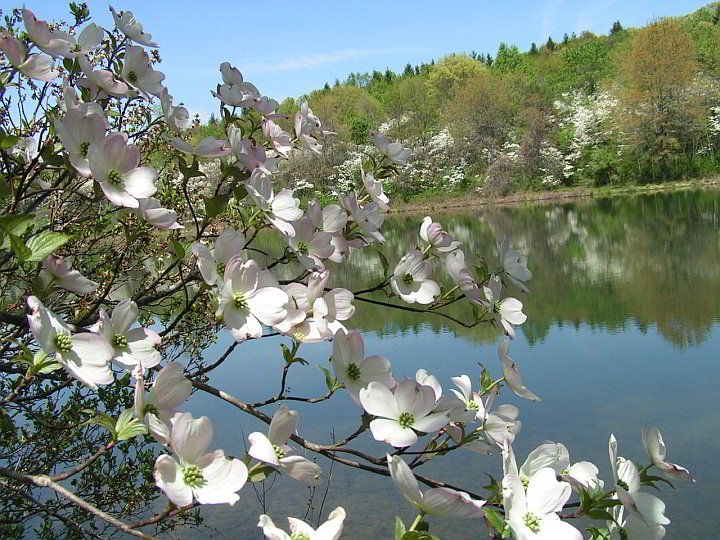 dogwood blossoms