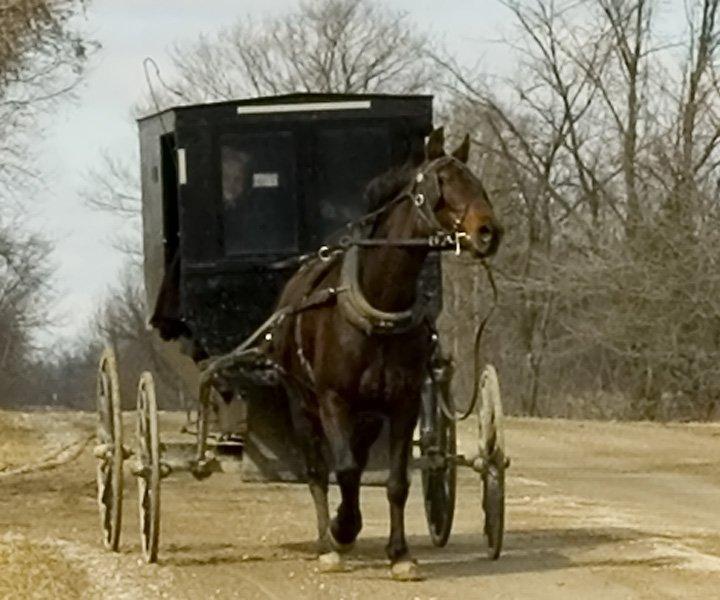 horse and buggy