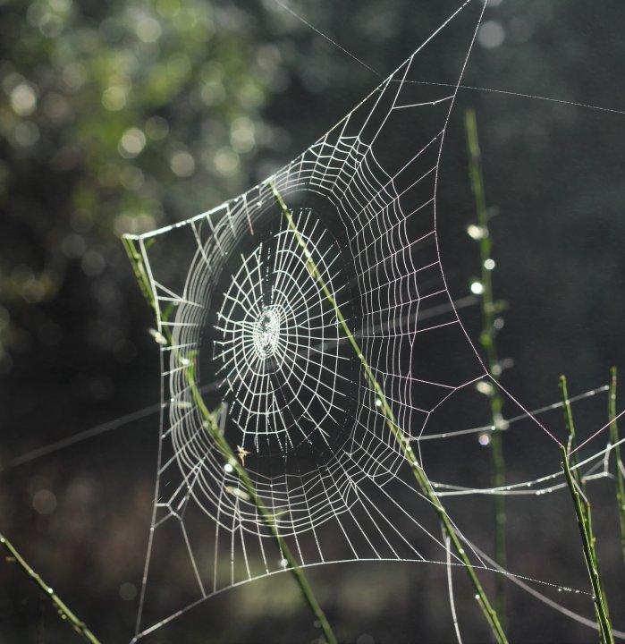 spider web